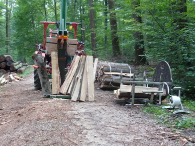 Spalten im Wald