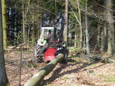 R&uuml;cken im Wald